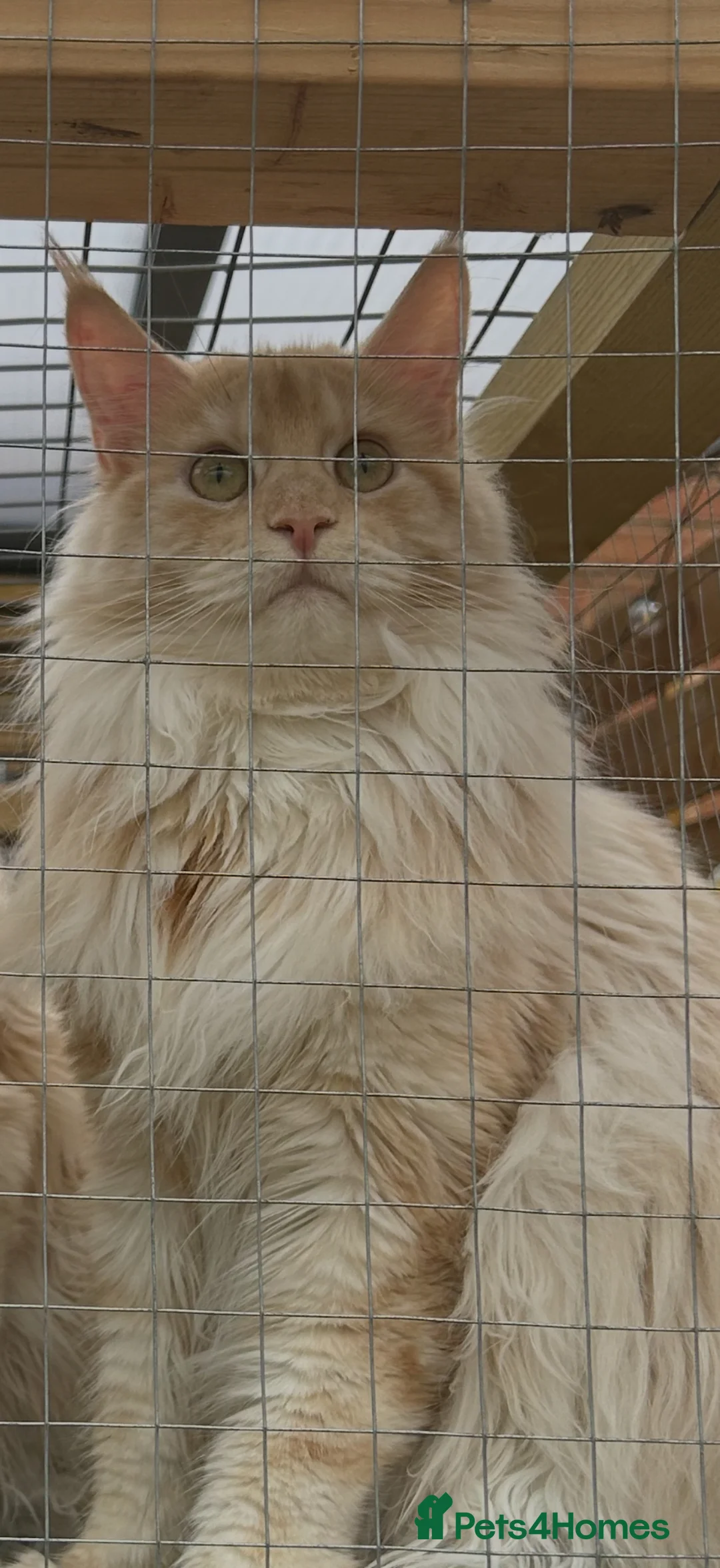 Maine Coon cats for sale: Adult female Maine Coon for sale - Advert 2