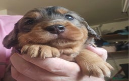 Cockapoo dogs for sale: The best cockapoos  - Image 14