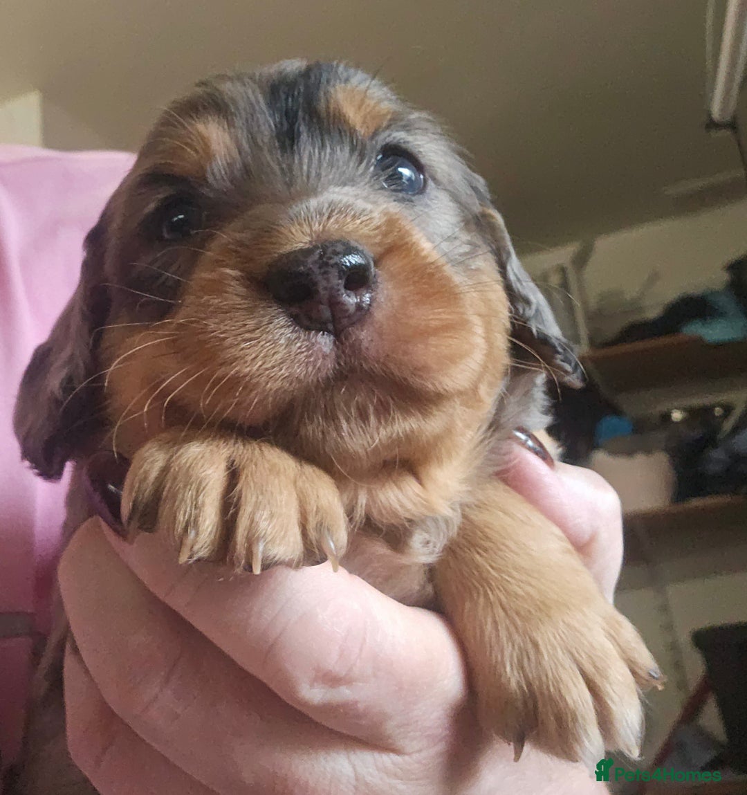 Cockapoo dogs for sale: The best cockapoos  - Image 14