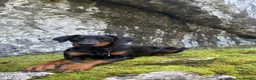 Dobermann dogs for sale: 8 stunning Doberman puppies  - Advert 2