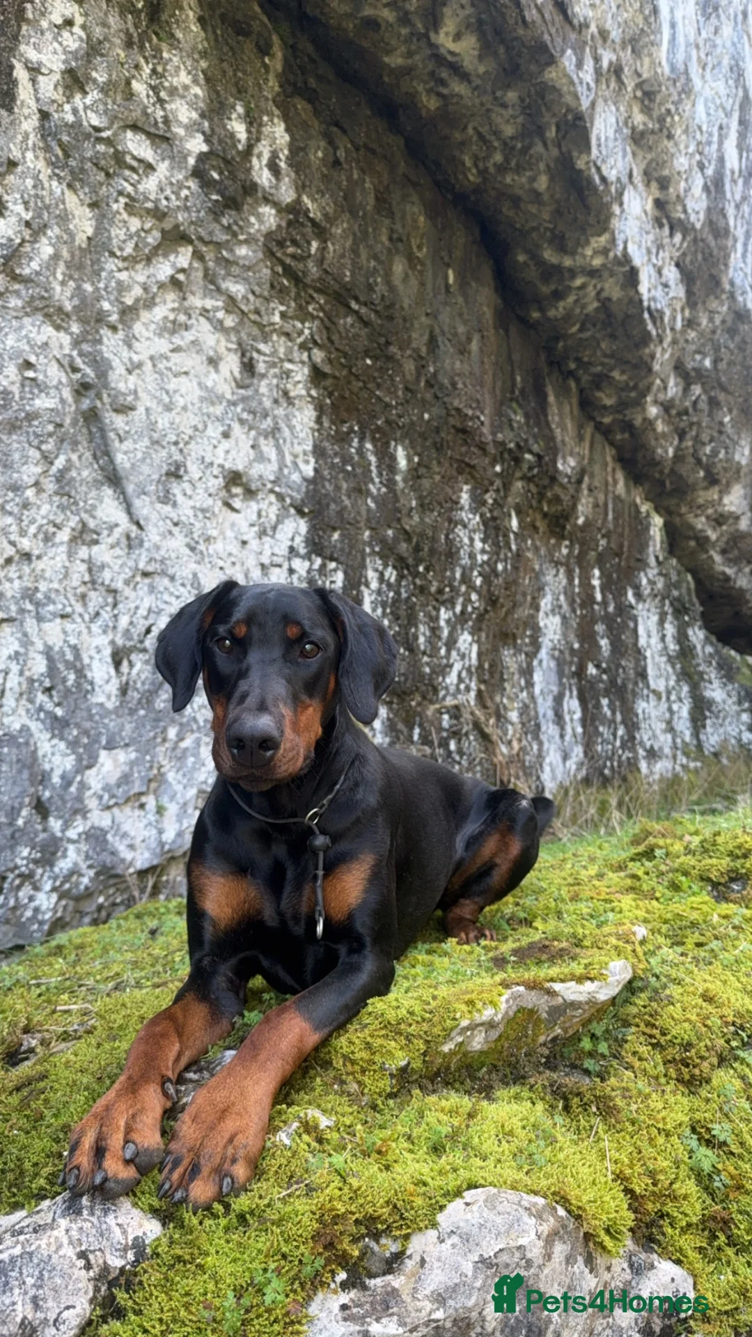 Dobermann dogs for sale: 8 stunning Doberman puppies  - Advert 2