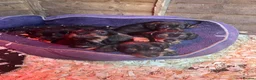 Dachshund dogs for sale: Standard Dachshund puppies  - Advert 2