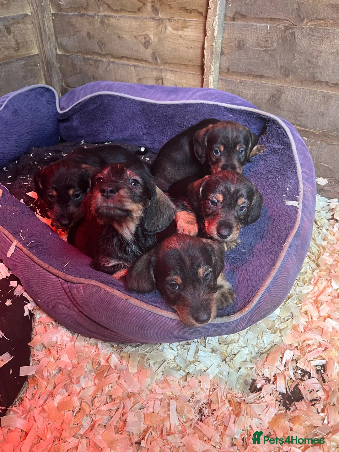 Dachshund dogs for sale: Standard Dachshund puppies  - Advert 2