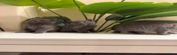 British Shorthair cats for sale: Beautiful British short hair kittens  - Advert 8