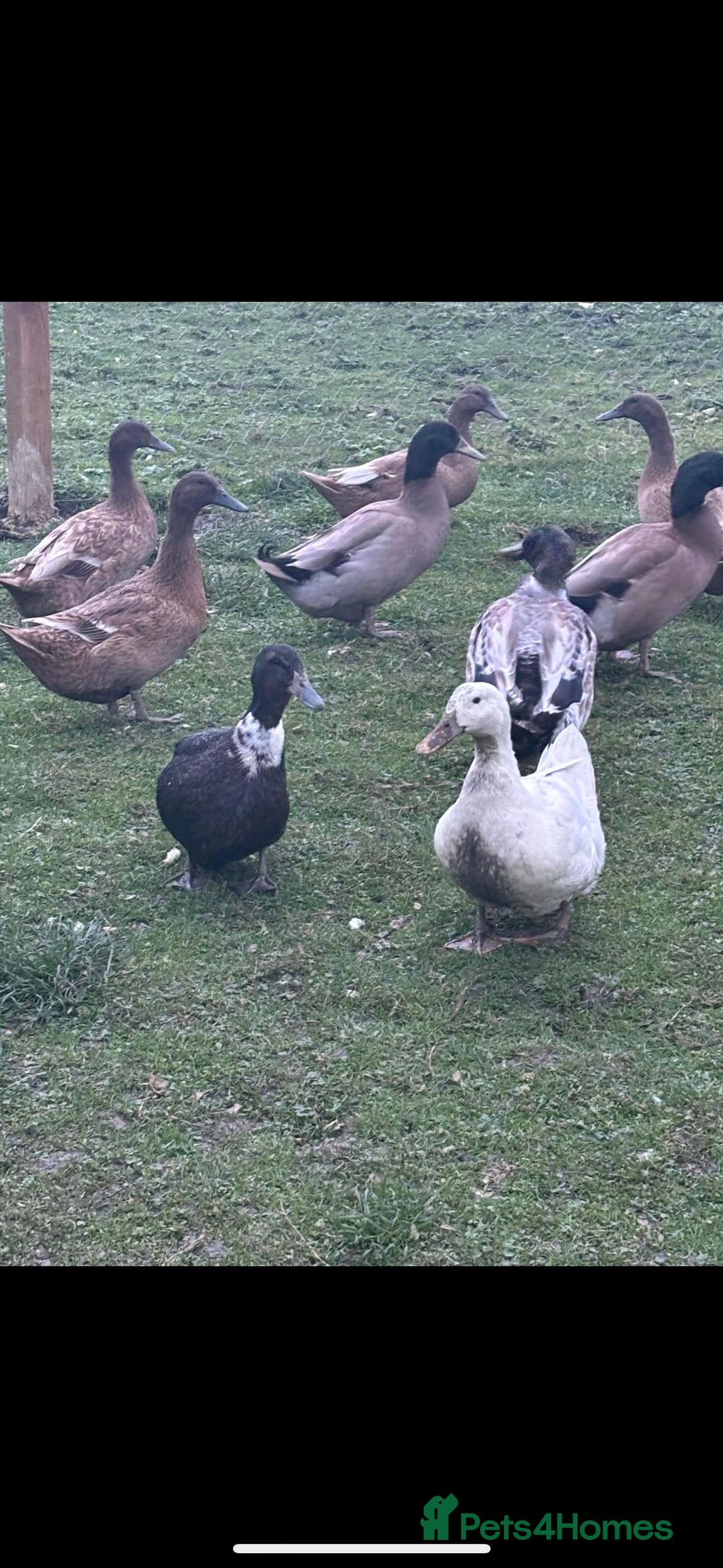 Mixed Breed livestock for sale: Ducks - Advert 1