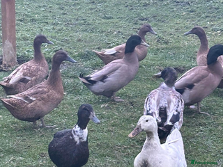 Mixed Breed livestock Ducks - Advert 2