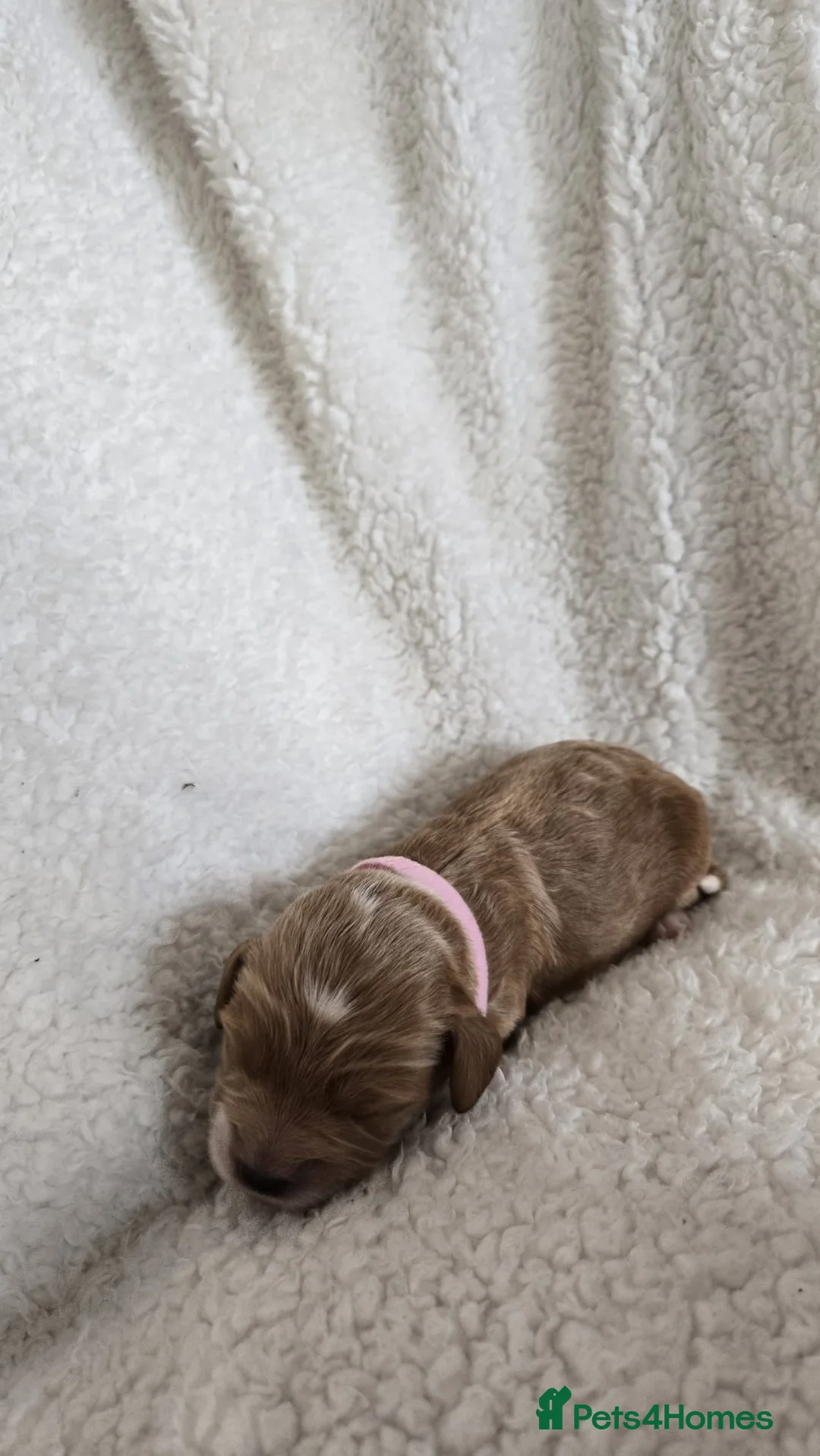 Cockapoo dogs for sale: Cockerpoos puppies for sale - Advert 13