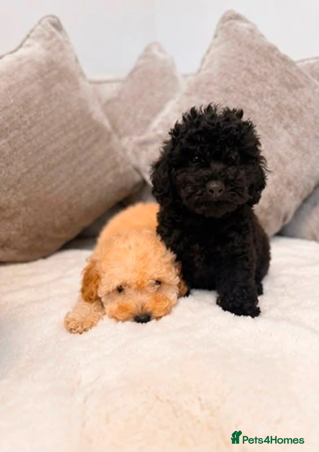 Toy Poodle dogs for sale: Toy poodle puppies  - Advert 2