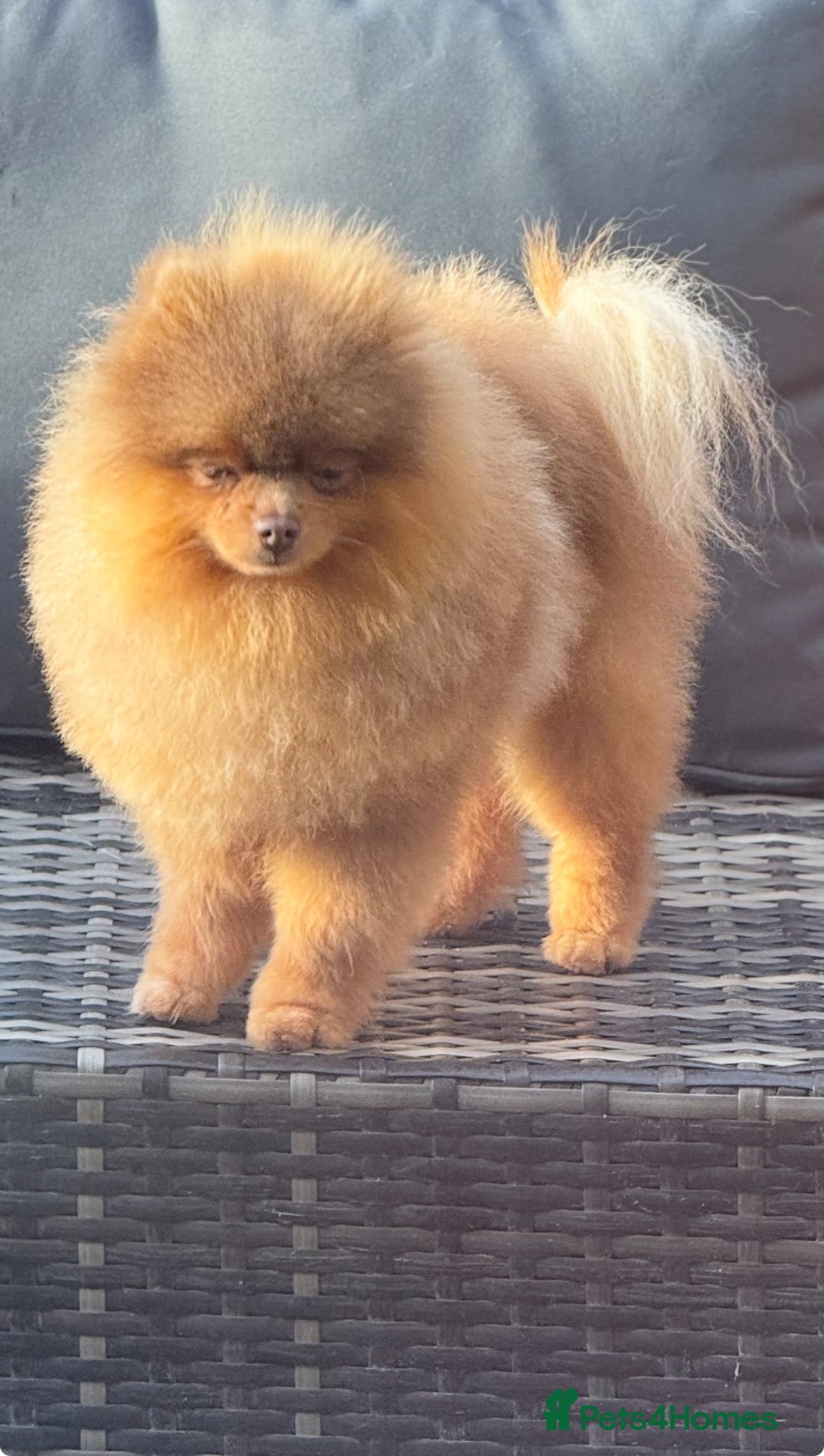 Pomeranian dogs for stud: Outstanding Tiny kc registered Lilac Tan stud  in Pontefract - Advert 7