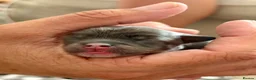 Chorkie dogs for sale: Miniature Chorkie Boys - Advert 27