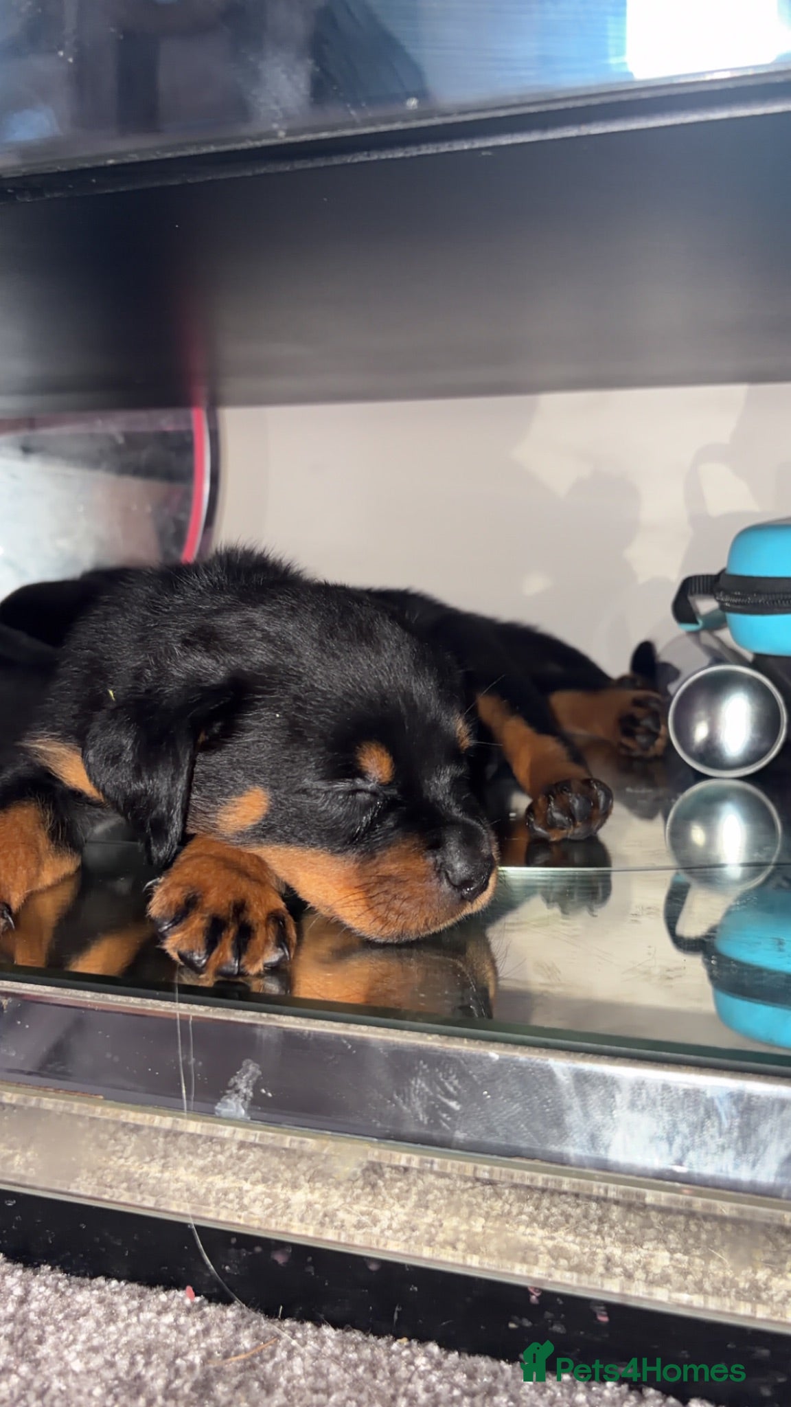 Rottweiler dogs Rottweilers puppy’s  - Advert 2