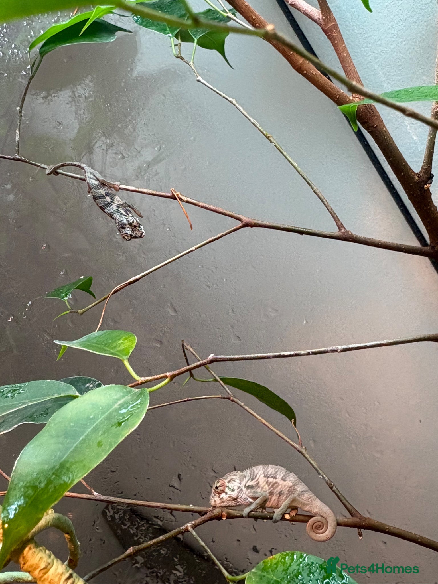 Chameleon reptiles Blue Ambanja Panther Chameleons  - Advert 1