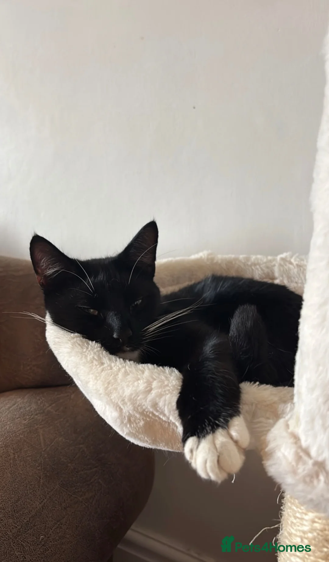 British Shorthair cats for sale: Tuxedo male - Advert 3