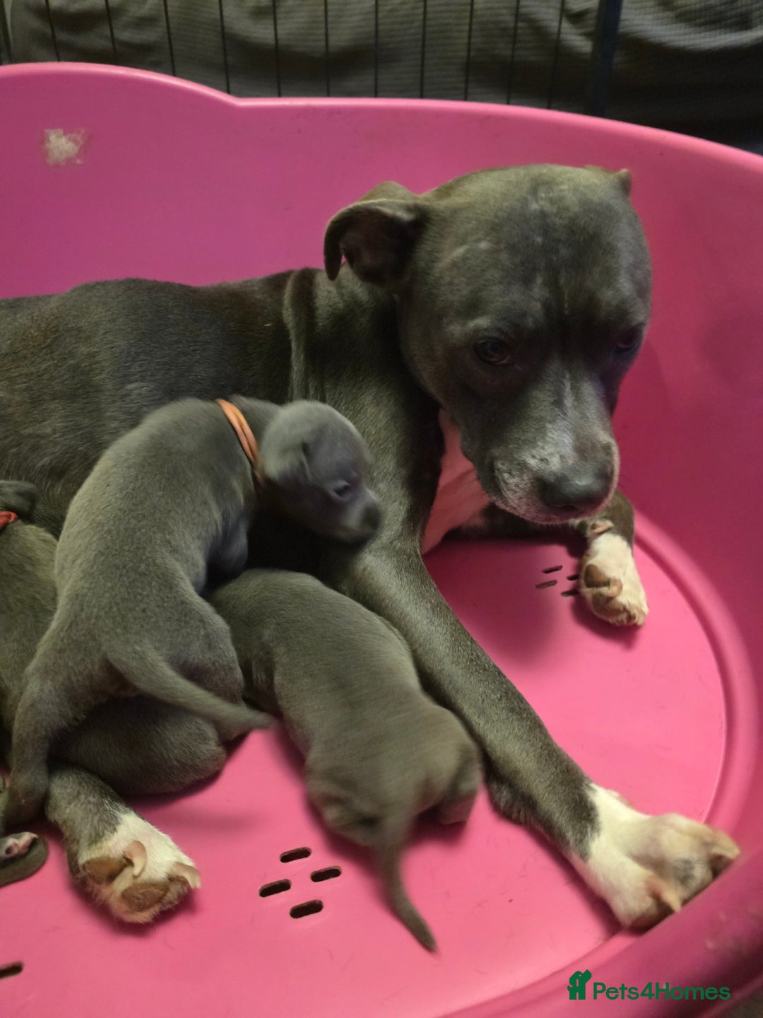 Staffordshire Bull Terrier dogs for sale: Staffy puppys  - Image 1