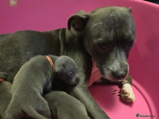 Staffordshire Bull Terrier dogs - Advert 1