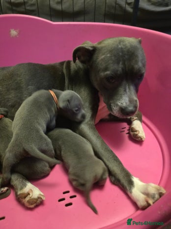 Staffordshire Bull Terrier dogs - Advert 6