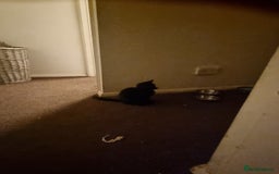 Tonkinese cats for sale: 2 male half tonkinese kittens for sale - Image 7