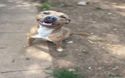 Mixed Breed dogs for sale: Tan and white male staff  - Advert 1