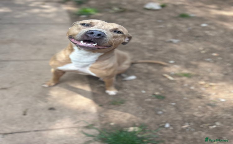 Mixed Breed dogs Tan and white male staff  - Advert 1