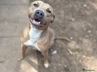 Mixed Breed dogs for sale: Tan and white male staff - Advert 1