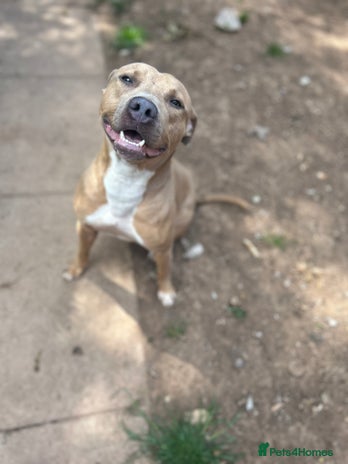 Mixed Breed dogs Tan and white male staff - Advert 1