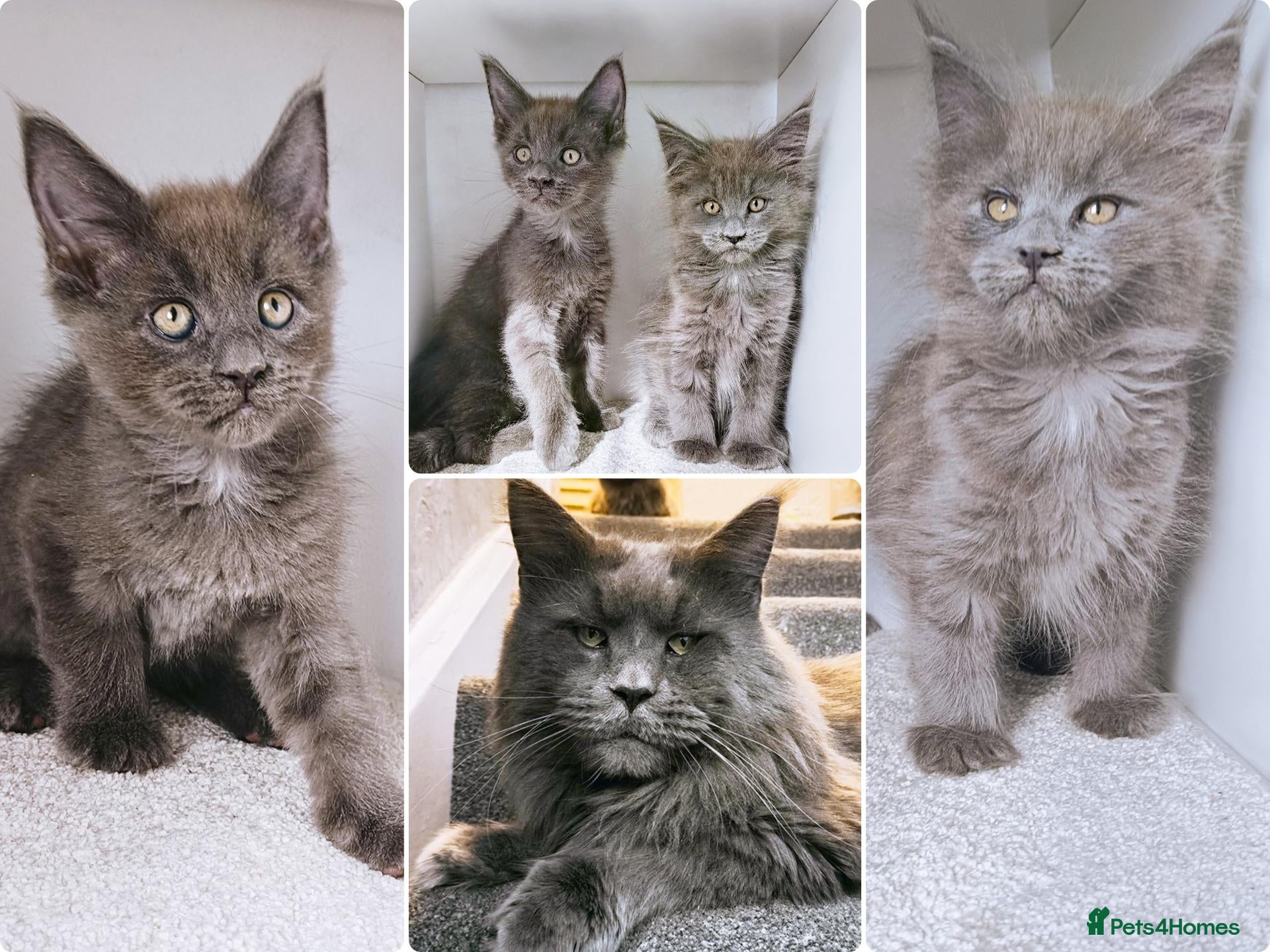 Maine Coon cats Ready now - Maine coon kittens -DNA health tests - Advert 14