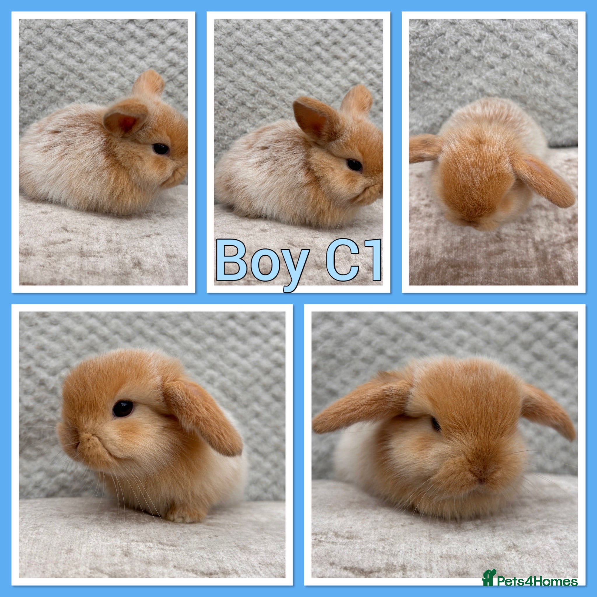 Mini Lop rabbits Mini lop babies  - Advert 1