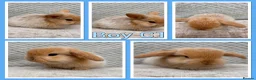 Mini Lop rabbits for sale: Mini lop babies  - Advert 1