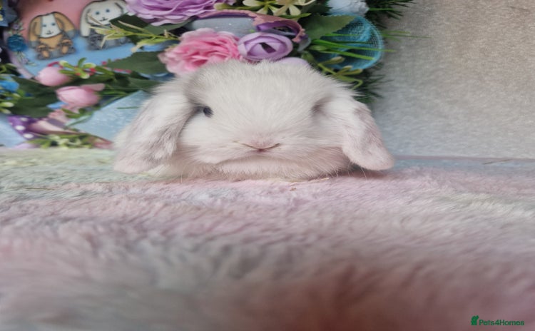 Mini Lop rabbits - Advert 15