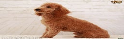 Toy Poodle dogs for stud: Donnajays 5* PROVEN, HEALTH TESTED & PROFESSIONAL in Stafford - Advert 8