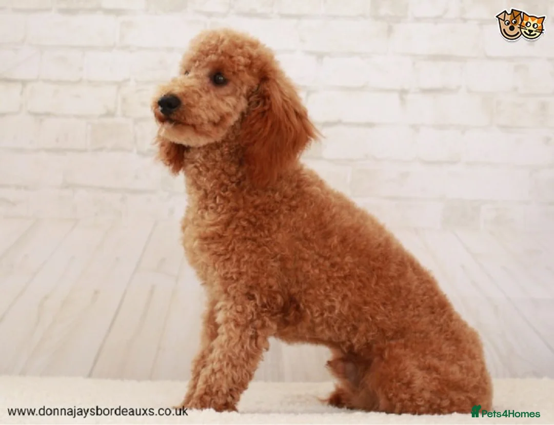 Toy Poodle dogs for stud: Donnajays 5* PROVEN, HEALTH TESTED & PROFESSIONAL in Stafford - Advert 8