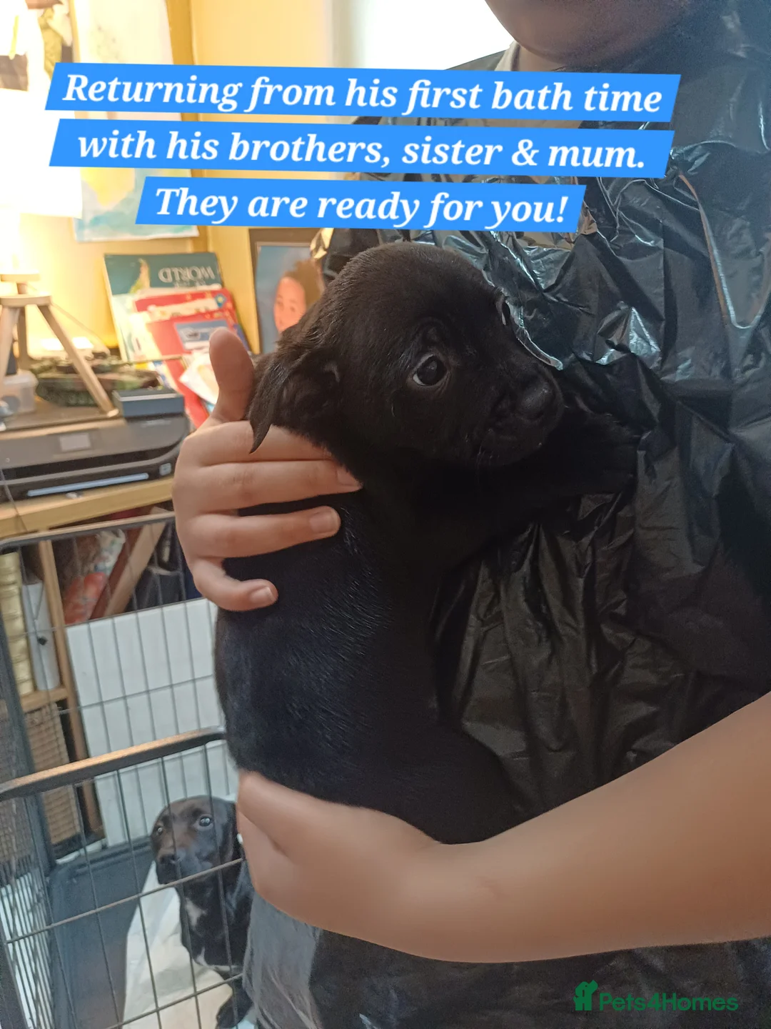 Mixed Breed dogs for sale: Staffordshire Bull Terrier, quarter Jack Russell. - Advert 1