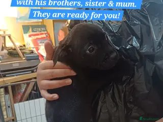 Mixed Breed dogs Staffordshire Bull Terrier, quarter Jack Russell. - Advert 3