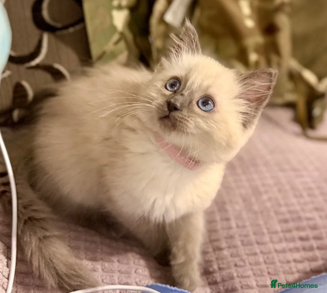 Ragdoll cats for sale: Beautiful 11-Week-Old Ragdoll Kitten 🩷 - Advert 1