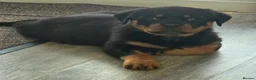 Rottweiler dogs for sale: Rottweiler Puppies – Champion & Top Bloodlines - Advert 4