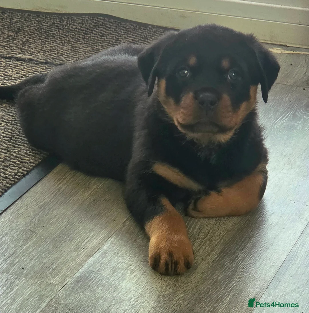 Rottweiler dogs for sale: Rottweiler Puppies – Champion & Top Bloodlines - Advert 4
