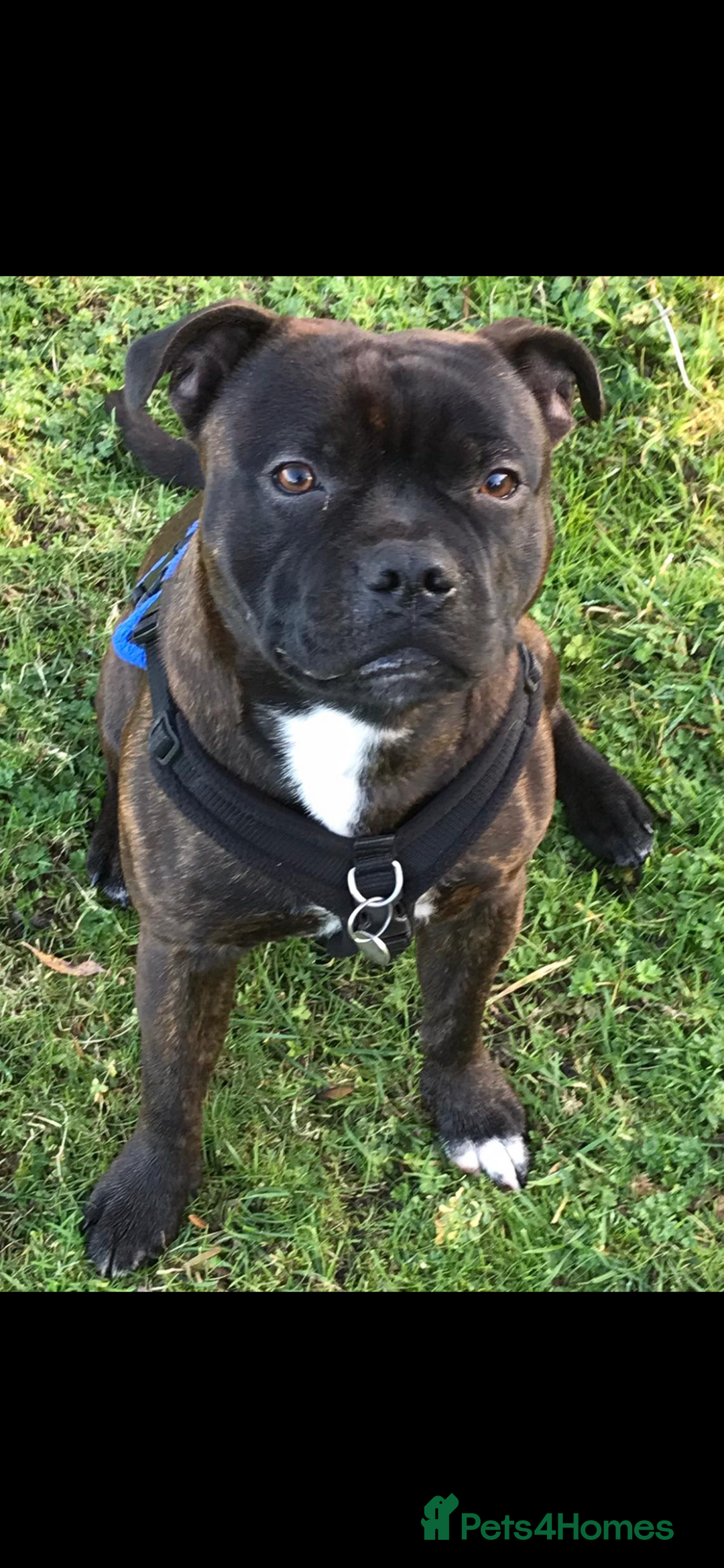 Staffordshire Bull Terrier dogs for sale: Staffordshire bullterrier male needing a home  - Advert 3