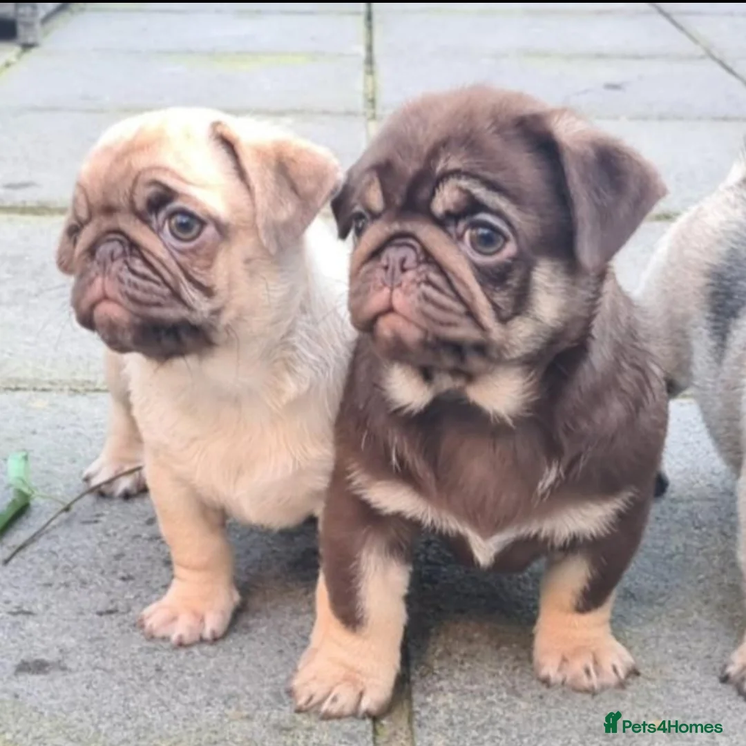 Pug dogs for stud: Chocolate and Tan Carrying Blue Pug Stud in Newport - Advert 4