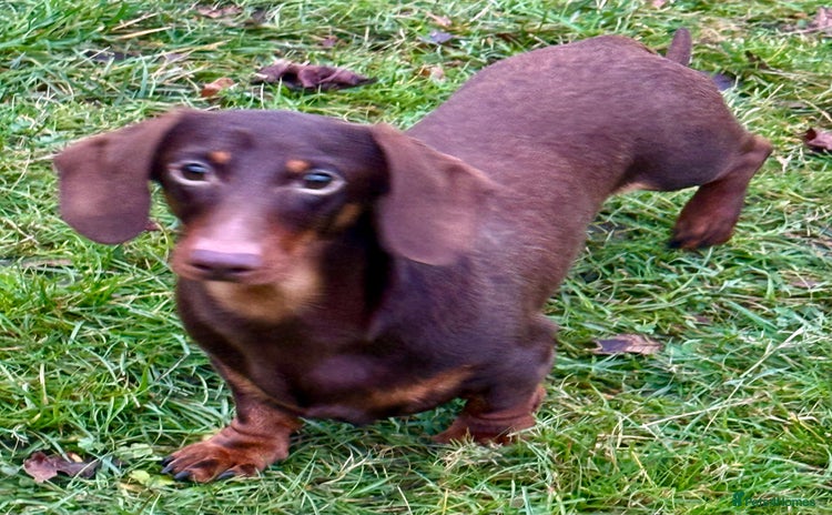 Miniature Dachshund dogs Rudi: The Silent Soul Who Survived the Unthinkable - Advert 7