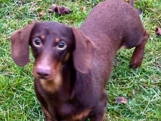 Miniature Dachshund dogs Rudi: The Silent Soul Who Survived the Unthinkable - Advert 1