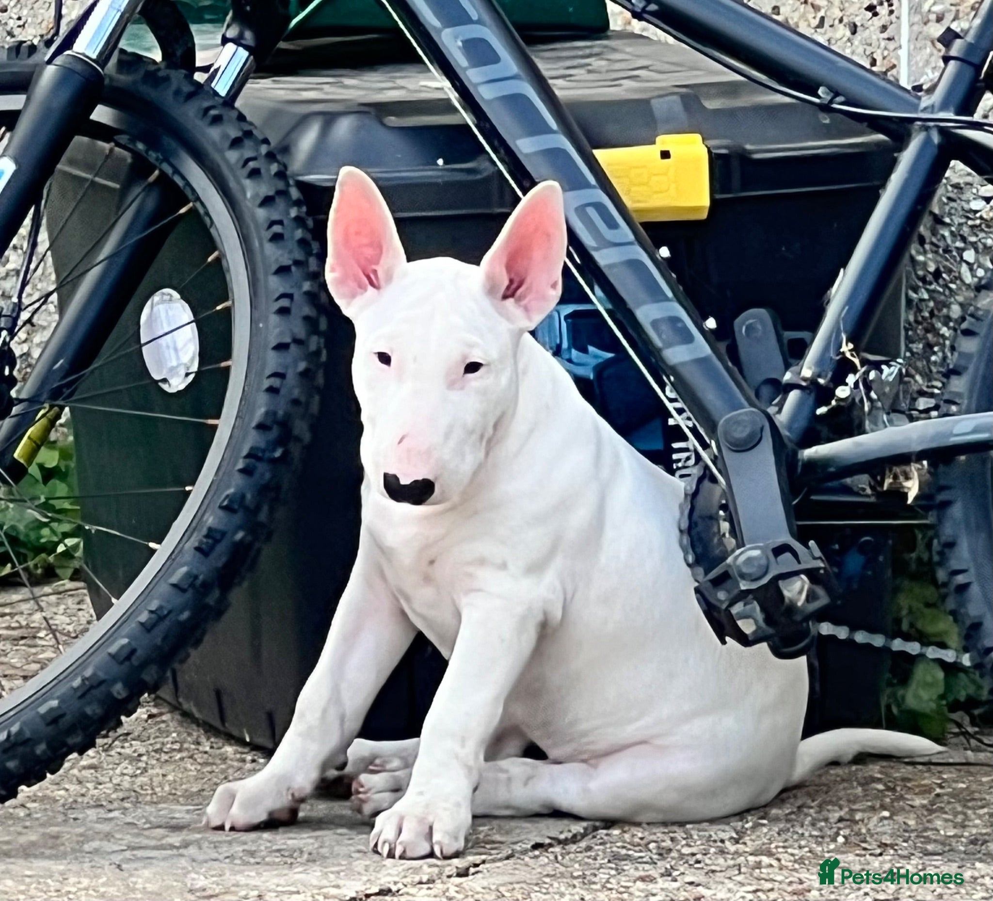 English Bull Terrier dogs 1 pure white male outstanding pedigree  - Advert 1