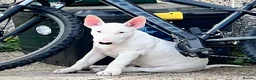 English Bull Terrier dogs for sale: 1 pure white male outstanding pedigree  - Advert 1