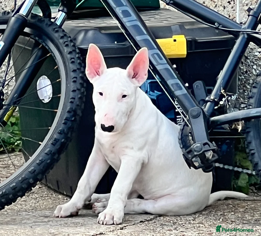 English Bull Terrier dogs for sale: 1 pure white male outstanding pedigree  - Advert 1