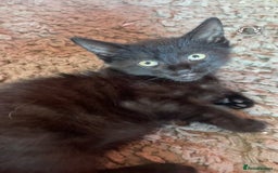 Mixed Breed cats for sale: kittens[DO NOT MESSAGE IF NOT INTERESTED] - Image 4