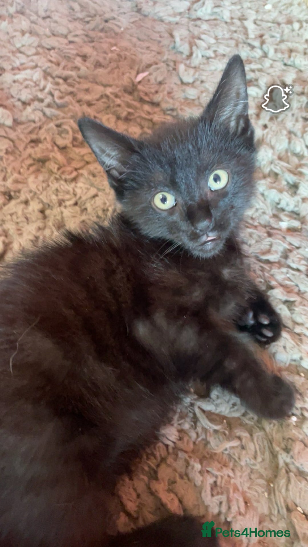 Mixed Breed cats for sale: kittens[DO NOT MESSAGE IF NOT INTERESTED] - Image 4