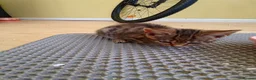 Mixed Breed cats for sale: 4 kittens to good hands  - Advert 7