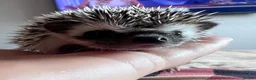 Pygmy Hedgehog rodents for sale: African Pygmy hedgehogs  - Advert 7