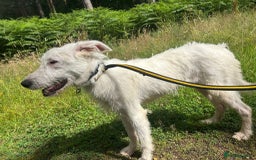 Mixed Breed dogs for adoption: Peter - Norwich Norfolk  - Image 21