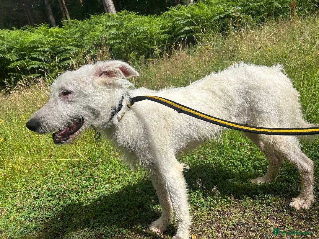 Mixed Breed dogs for adoption: Peter - Norwich Norfolk  - Image 21