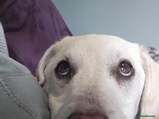 Mixed Breed dogs for adoption - Advert 1